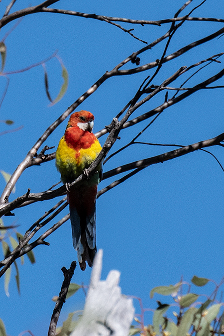 Eastern Rosella, Old Wallengarra Road, Australia