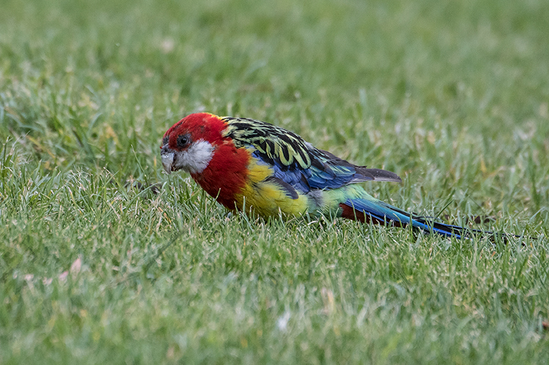 Eastern Rosella, Sandy Bay, Bruny Island, Tasmania