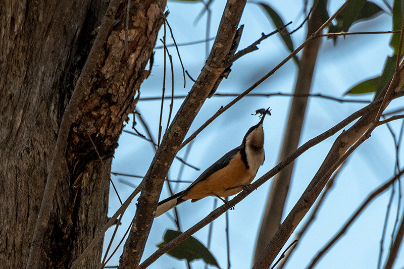 Eastern Spinebill, Australian/Tasmanian Endemic, Girraween NP, Australia