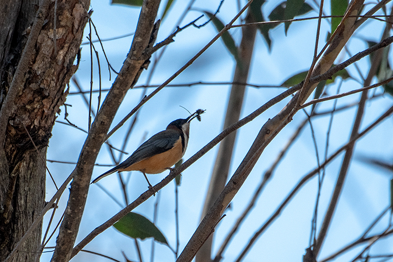 Eastern Spinebill, Australian/Tasmanian Endemic, Girraween NP, Australia