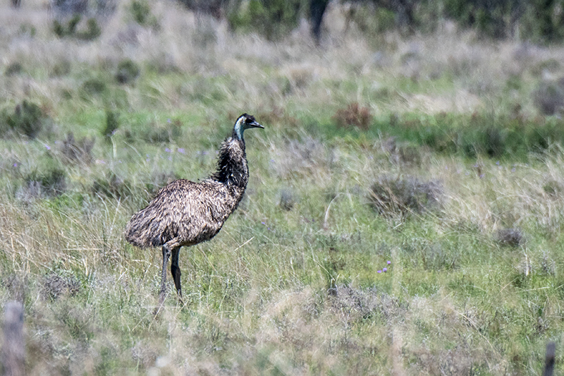 Emu, Australian Endemic, en route from Lake Coolmunda to Inglewood, Australia