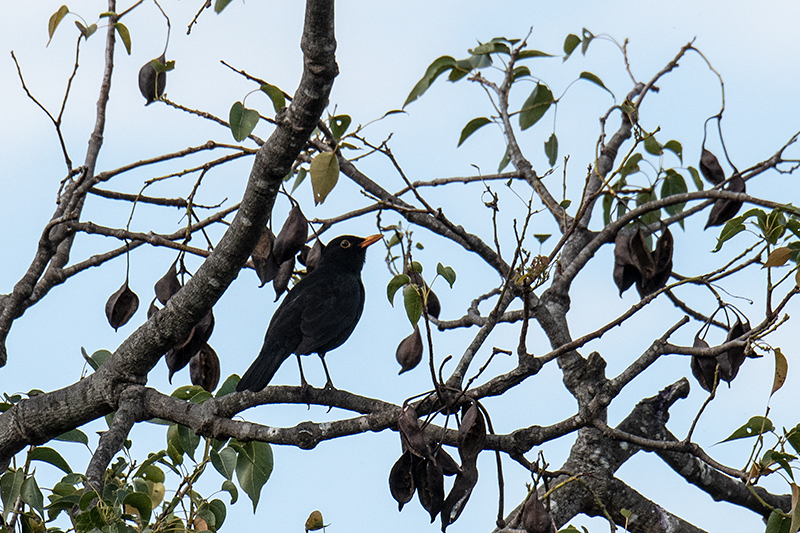 Eurasian Blackbird, Wallengarra, Australia