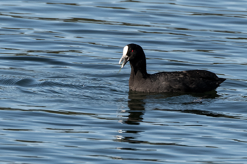 Eurasian Coot, Lake Barrine, Crater Lakes NP, Australia