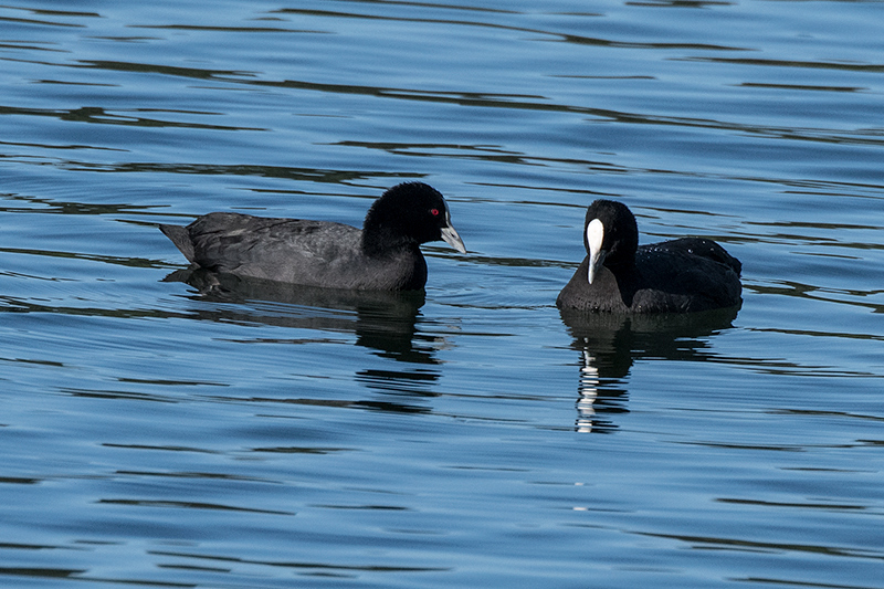 Eurasian Coot, Lake Barrine, Crater Lakes NP, Australia