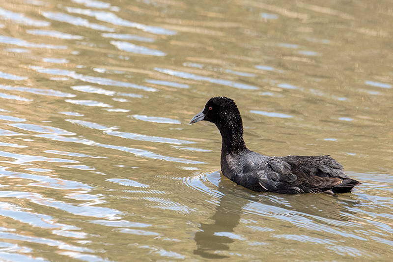 Eurasian Coot, Gould's Lagoon, Tasmania