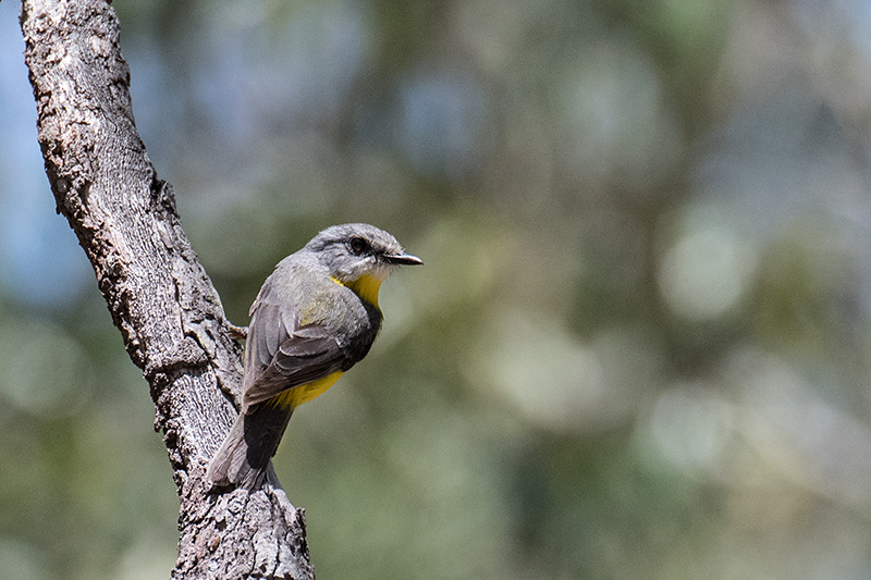 Eastern Yellow Robin, Australian Endemic, near Julatten, Australia