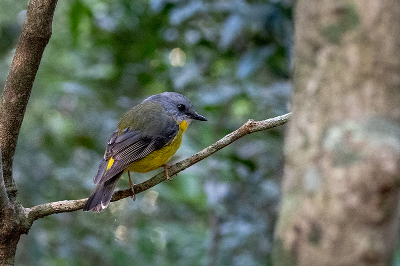 Eastern Yellow Robin, Australian Endemic, O'Reilly's Rainforest Retreat,Australia