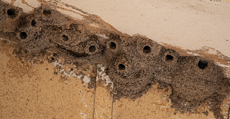 Fairy Martin Nests, Inglewood, Australia