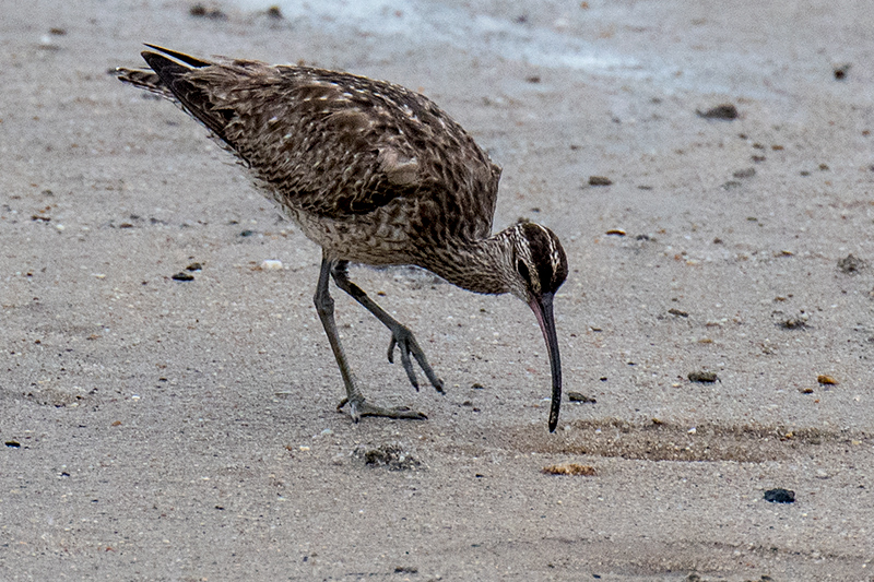 Far Eastern Curlew (Eastern Curlew), Cairns Esplanade, Australia