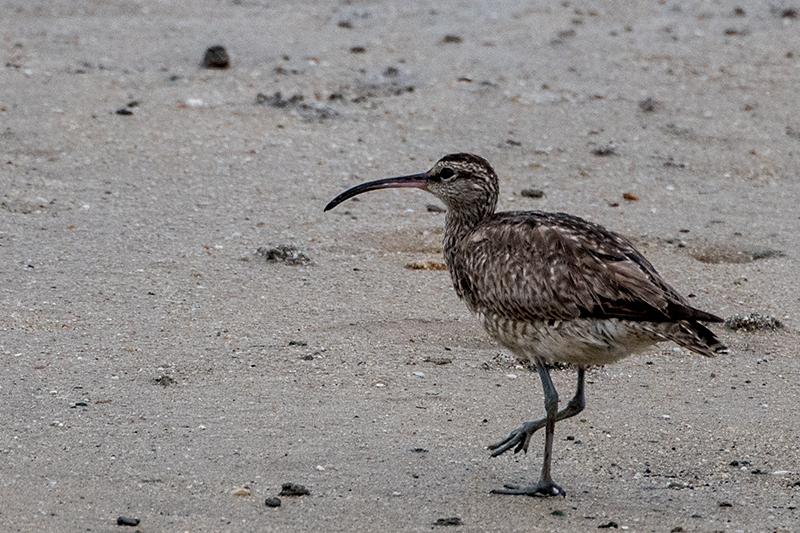 Far Eastern Curlew (Eastern Curlew), Cairns Esplanade, Australia