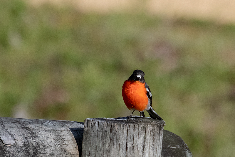 Flame Robin, Australian/Tasmanian Endemic, Bruny Island, Tasmania