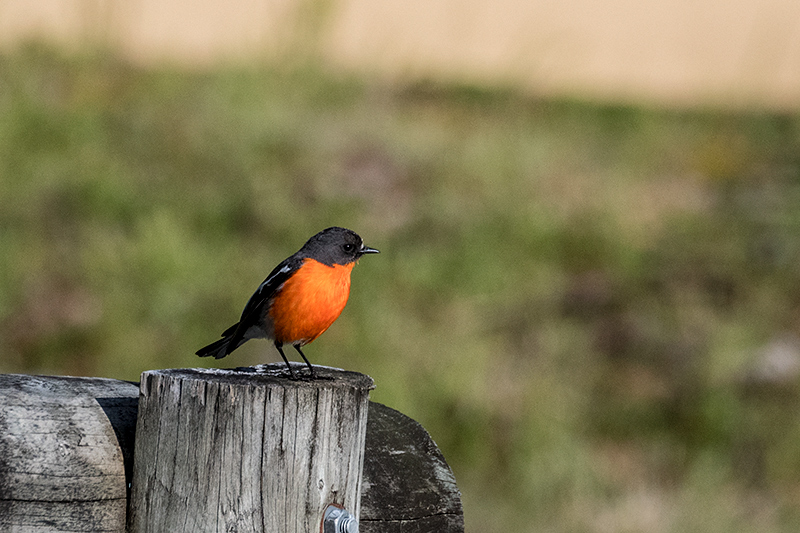 Flame Robin, Australian/Tasmanian Endemic, Bruny Island, Tasmania