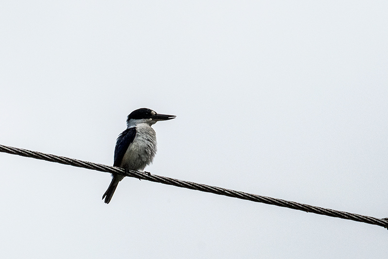 Forest Kingfisher, Mount Lewis NP, Julatten, Australia