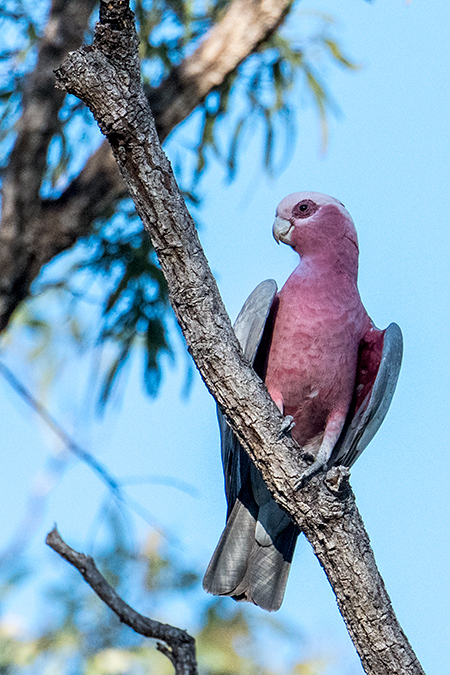 Galah, Australian/Tasmanian Endemic, Mt Carbine Caravan Park, Australia