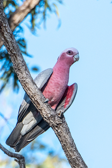 Galah, Australian/Tasmanian Endemic, Mt Carbine Caravan Park, Australia