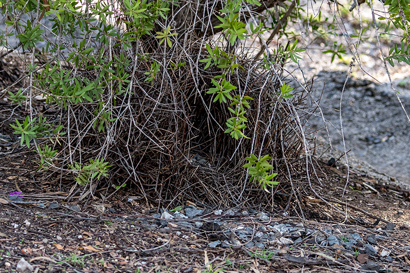 Great Bowerbird Bower, Australian Endemic, Mt Carbine Caravan Park, Australia