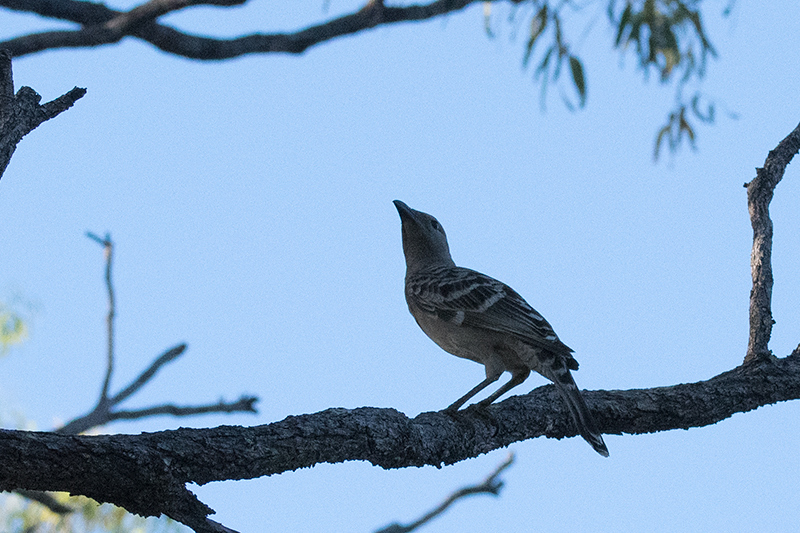 Great Bowerbird, Australian Endemic, Mt Carbine Caravan Park, Australia