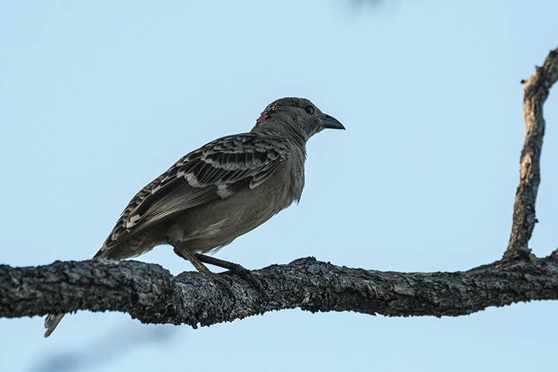 Great Bowerbird, Australian Endemic, Mt Carbine Caravan Park, Australia