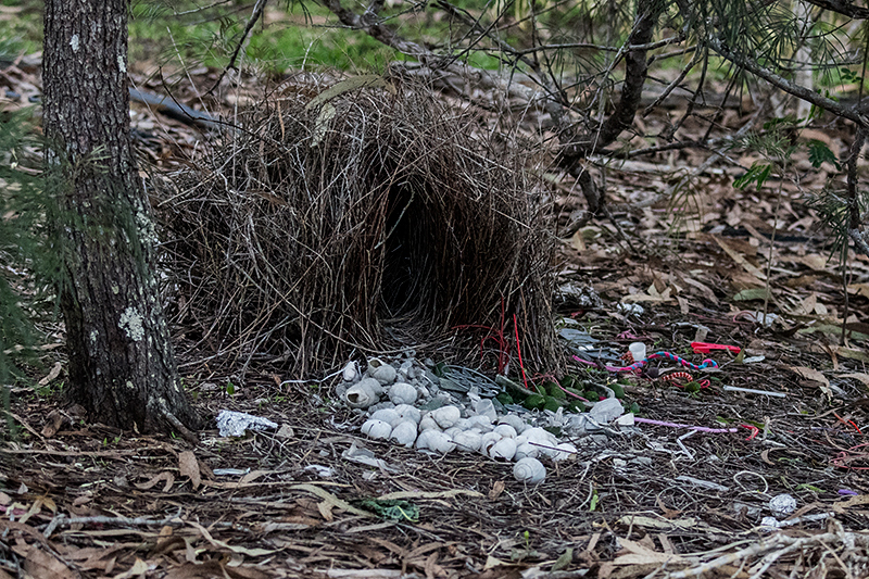 Great Bowerbird Bower, Australian Endemic, Mount Molloy State School, Australia