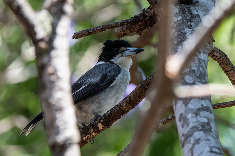 Gray Butcherbird, Australian/Tasmanian Endemic, Dowse Lagoon, Sandgate, Australia