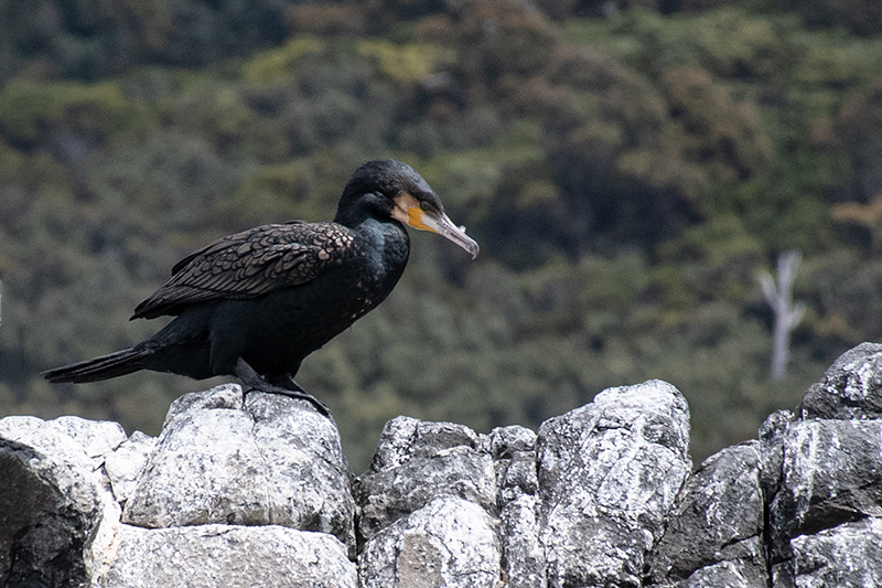 Great Cormorant, Bruny Island, Tasmania