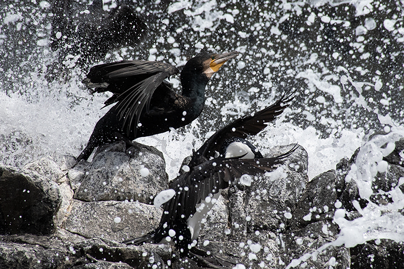 Great Cormorant (with Black-faced Cormaorant), Bruny Island, Tasmania