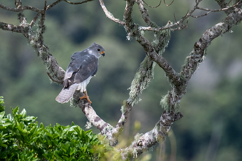 Gray Goshawk, Australian/Tasmanian Endemic, O'Reilly's Rainforest Retreat, Australia