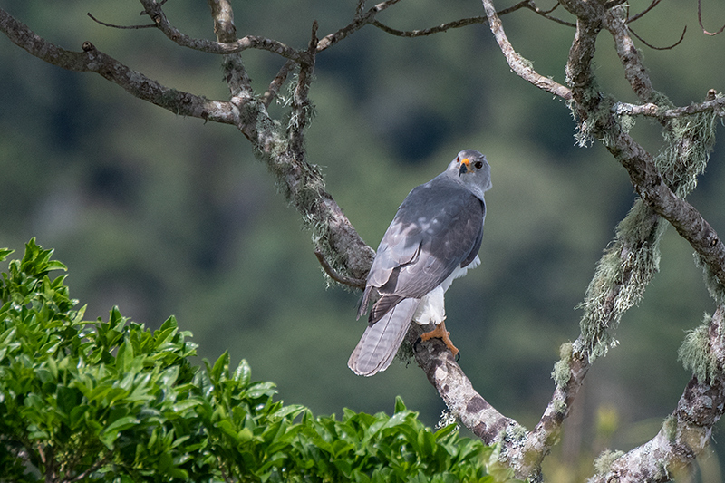 Gray Goshawk, Australian/Tasmanian Endemic, O'Reilly's Rainforest Retreat, Australia