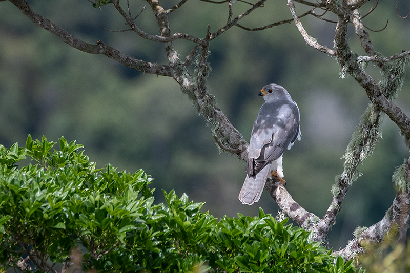 Gray Goshawk, Australian/Tasmanian Endemic, O'Reilly's Rainforest Retreat, Australia