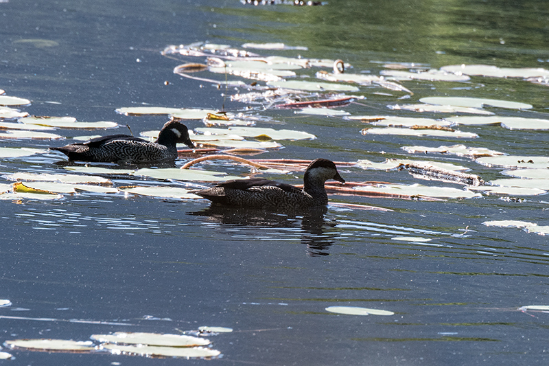 Green Pygmy-Goose, Cattana Wetlands, Australia