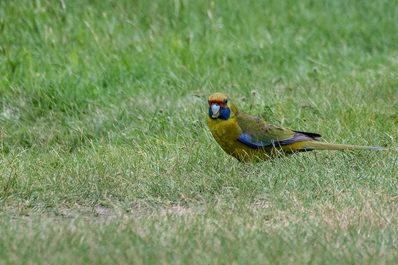 Green Rosella, Adventure Bay, Bruny Island, Tasmania