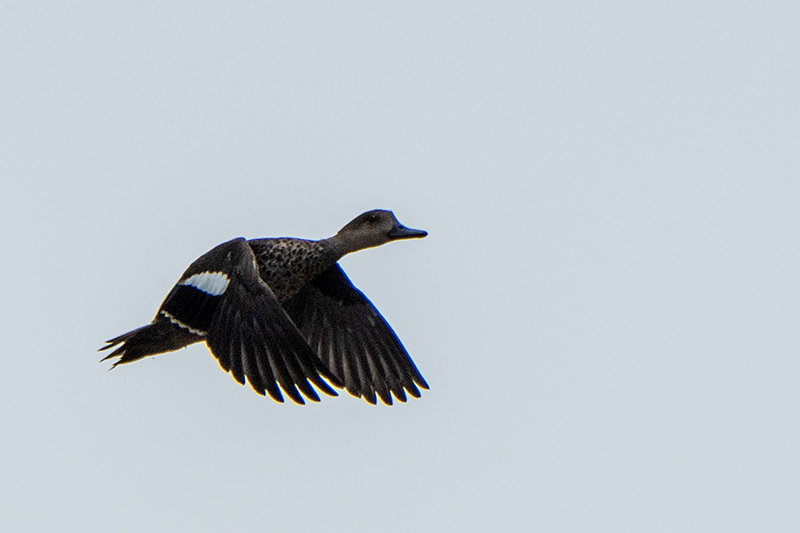 Gray Teal, Clandulla Cottages Dam,Australia