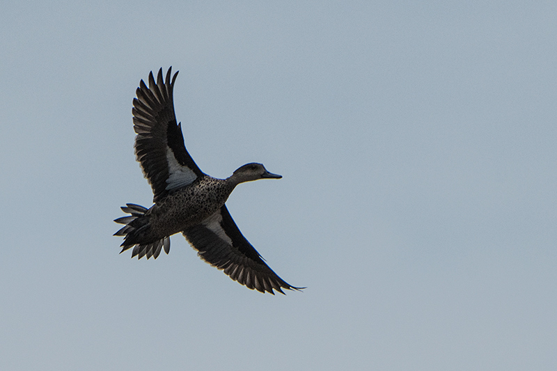 Gray Teal, Clandulla Cottages Dam,Australia