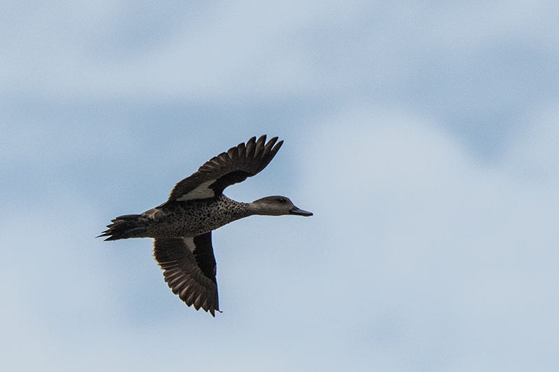 Gray Teal, Clandulla Cottages Dam,Australia