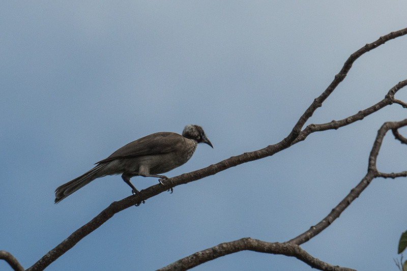 Helmeted Friarbird, Les Davie Park, Cairns, Australia