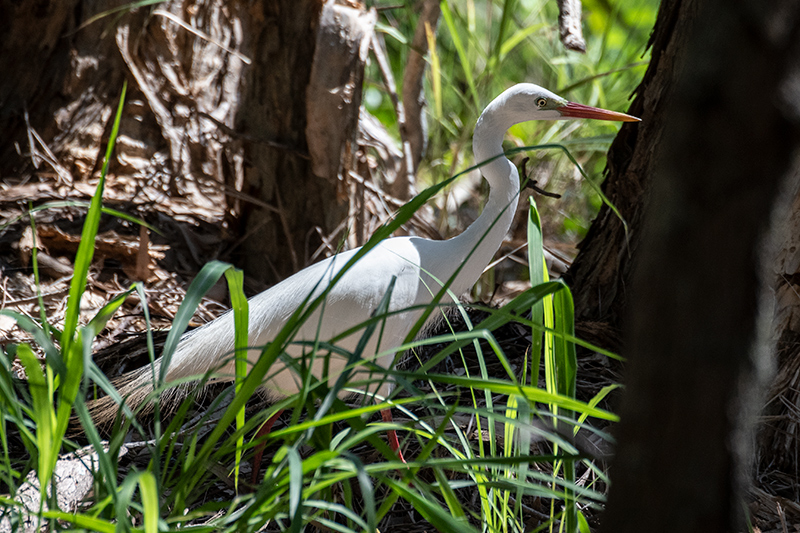 Intermediate Egret, Dowse Lagoon, Sandgate, Australia