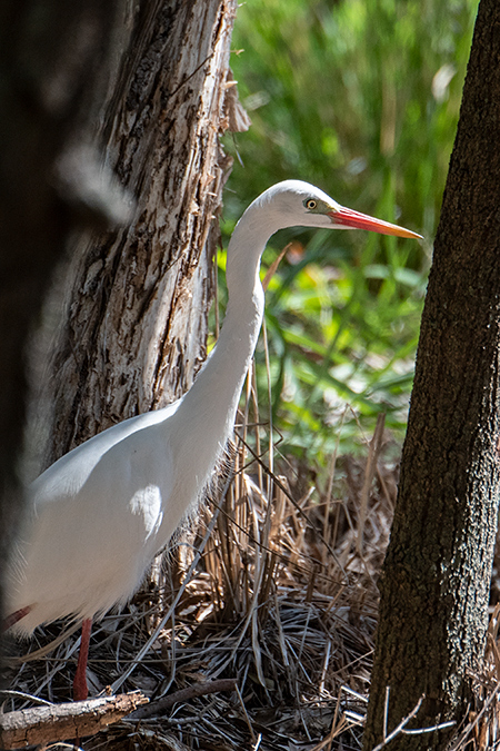 Intermediate Egret, Dowse Lagoon, Sandgate, Australia