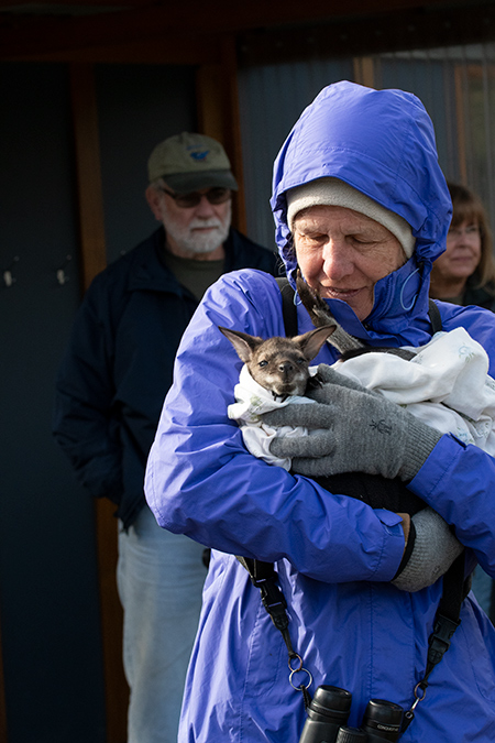 Joan With Rose, a Bennett's Wallaby, Inata Reserve, Bruny Island, Tasmania