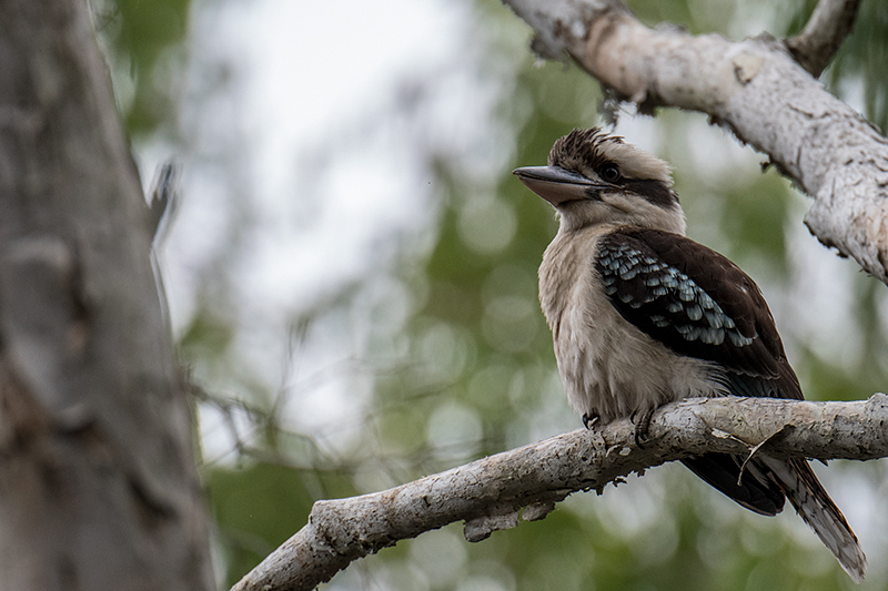 Laughing Kookaburra, Australian/Tasmanian Endemic Cairns Botanic Gardens, Cairns, Australia