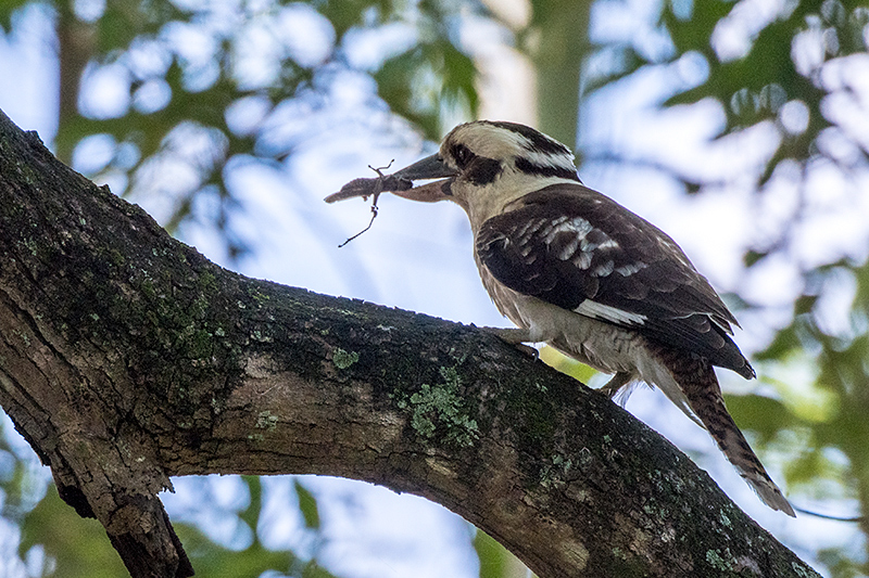 Laughing Kookaburra, Australian/Tasmanian Endemic, Les Davie Park, Cairns, Australia