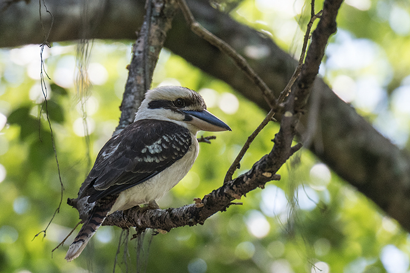 Laughing Kookaburra, Australian/Tasmanian Endemic, Les Davie Park, Cairns, Australia