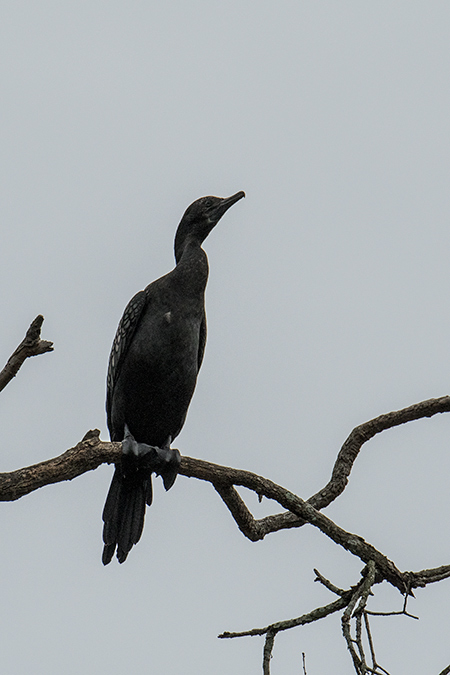 Little Black Cormorant, Cairns Botanic Gardens, Cairns, Australia