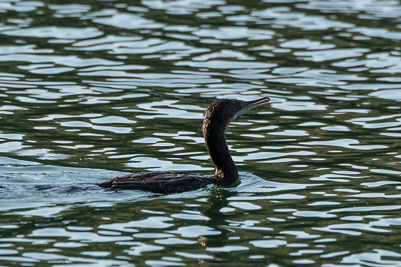 Little Black Cormorant, Lake Barrine, Crater Lakes NP, Australia