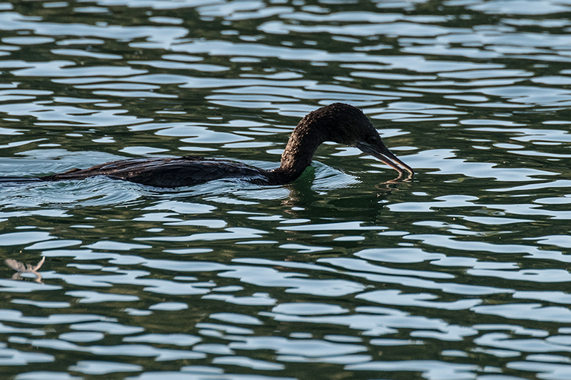 Little Black Cormorant, Lake Barrine, Crater Lakes NP, Australia