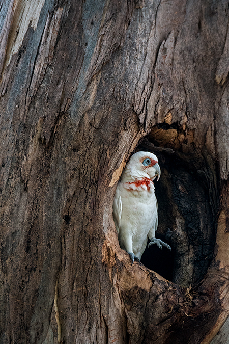 Long-billed Corella, Australian/Tasmanian Endemic, Sandy Bay, Bruny Island, Tasmania