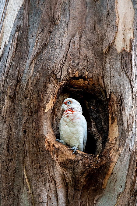 Long-billed Corella, Australian/Tasmanian Endemic, Sandy Bay, Bruny Island, Tasmania