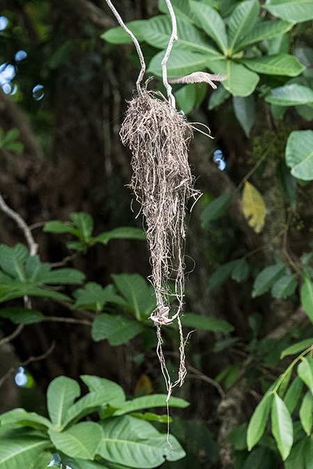 Large-billed Gerygone Nest, Daintree River Cruise, Australia