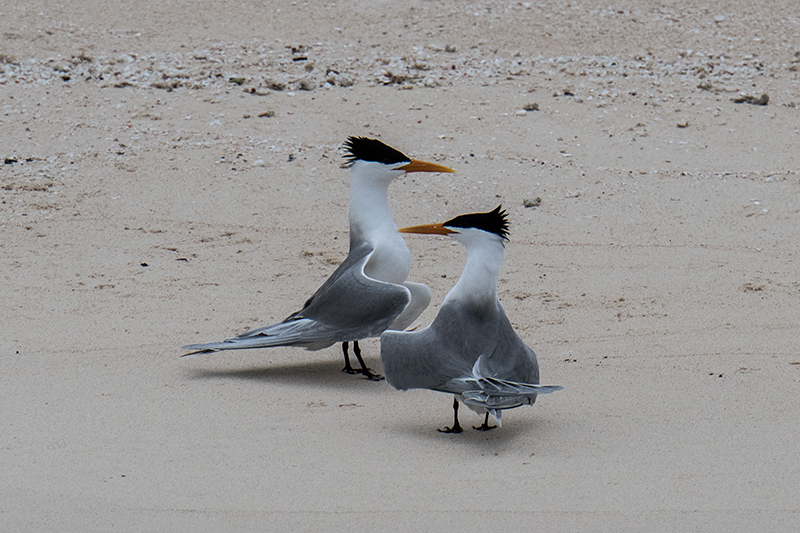 Lesser Crested Tern, Michaelmas Cay, Australia