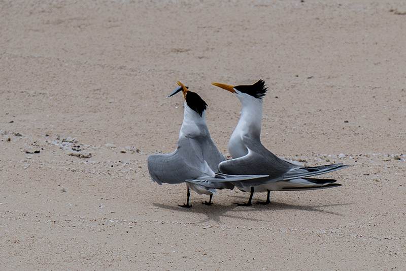 Lesser Crested Tern, Michaelmas Cay, Australia