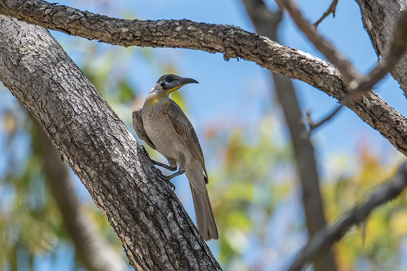 Little Friarbird, Barron River, Australia